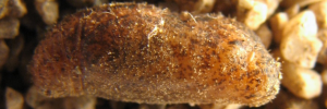 Pupae